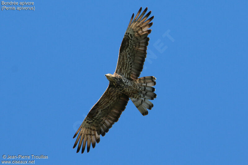 European Honey Buzzard