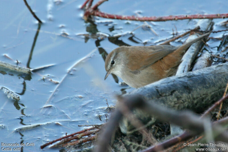 Bouscarle de Cetti