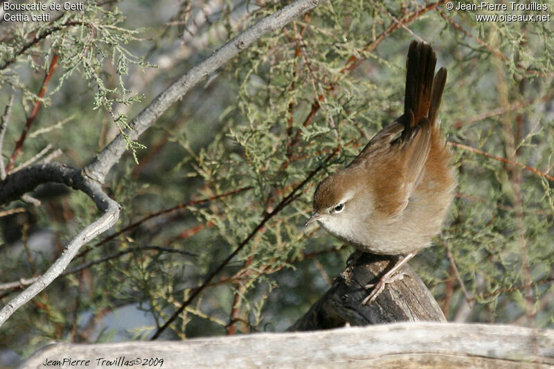 Cetti's Warbler