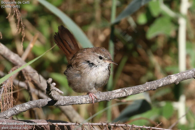 Bouscarle de Cetti