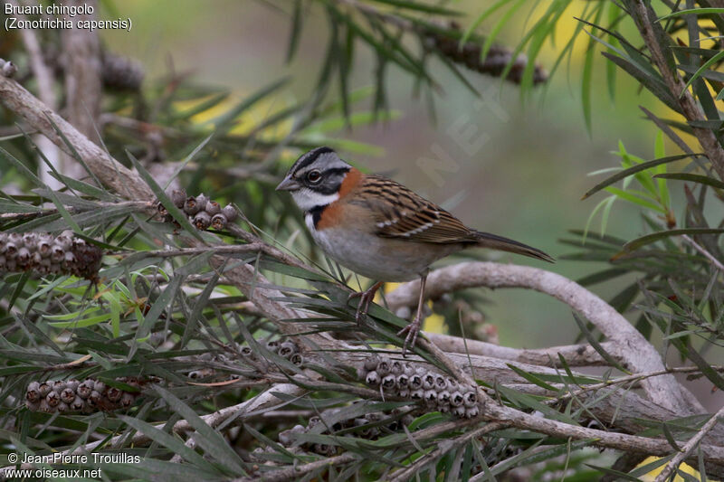 Rufous-collared Sparrow