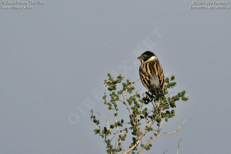 Common Reed Bunting