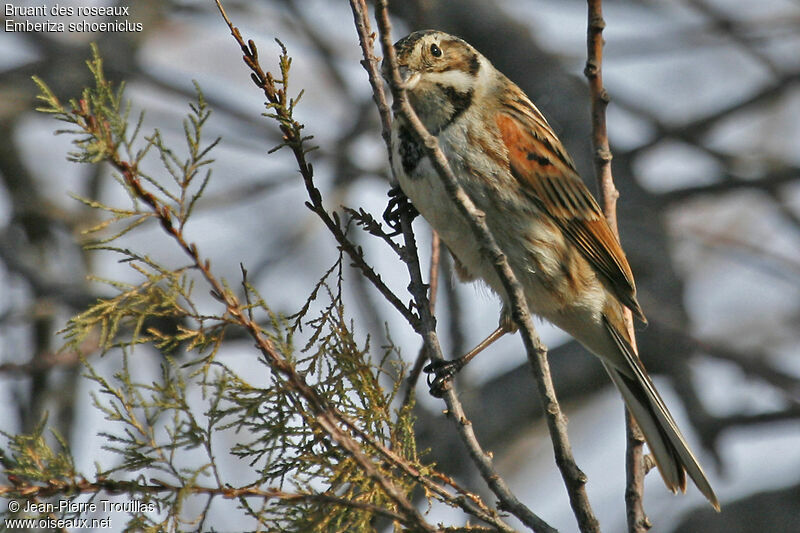 Common Reed Bunting