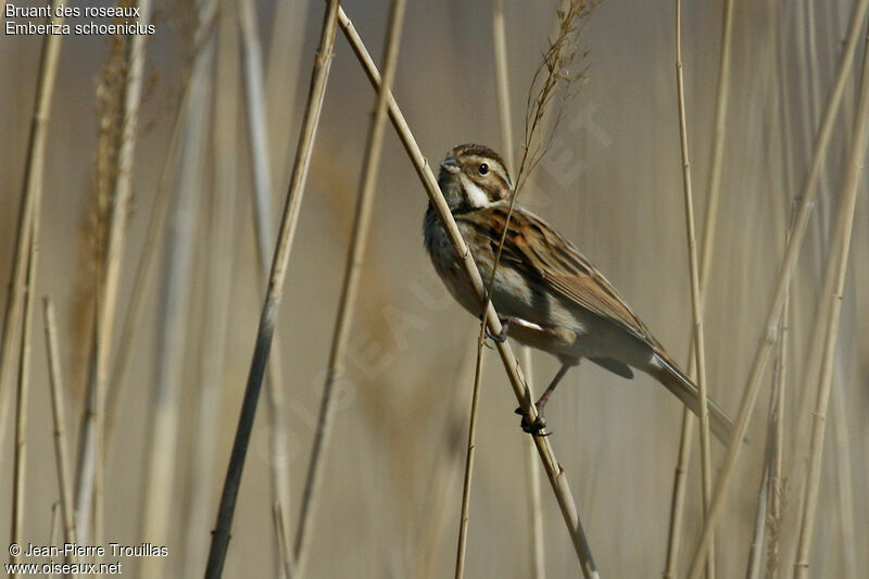 Bruant des roseaux