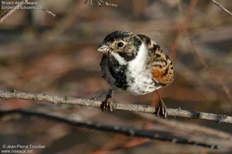 Common Reed Bunting