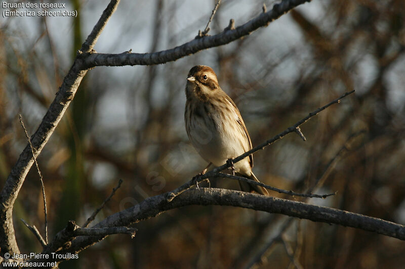 Common Reed Bunting