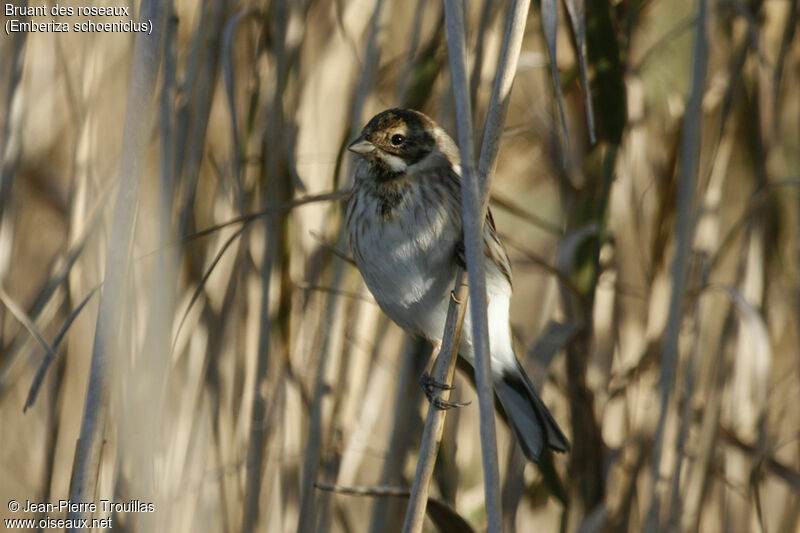 Common Reed Bunting