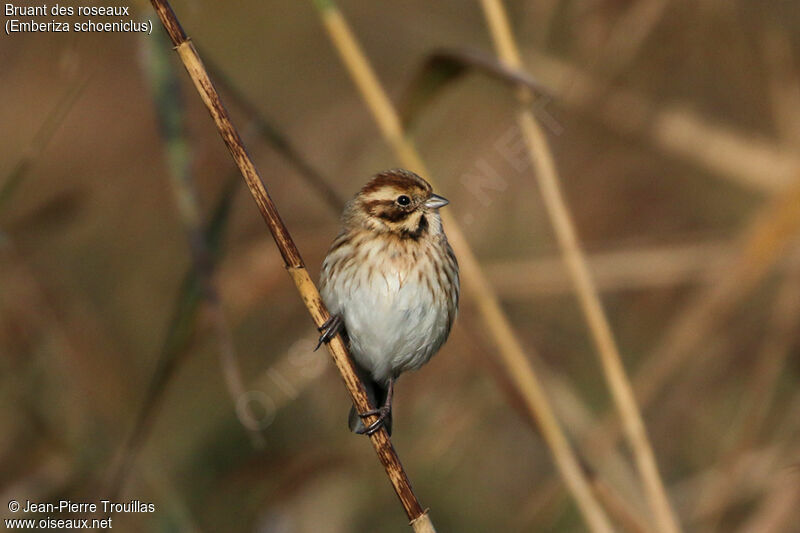 Common Reed Bunting