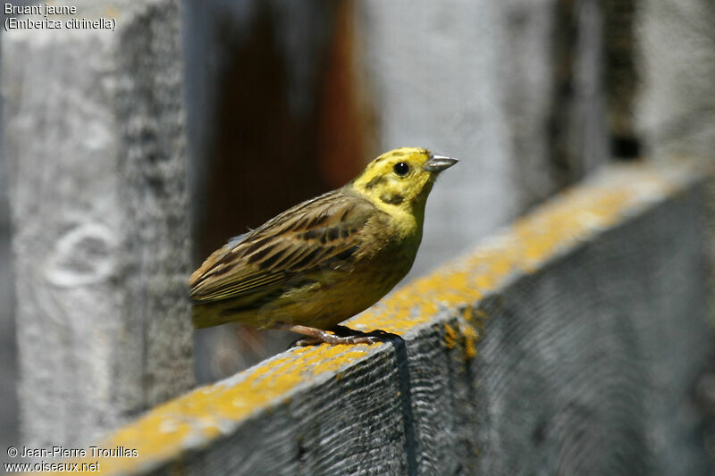 Bruant jaune