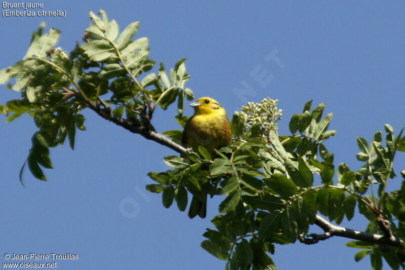 Bruant jaune