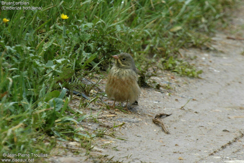 Ortolan Bunting