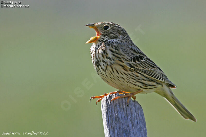 Corn Bunting