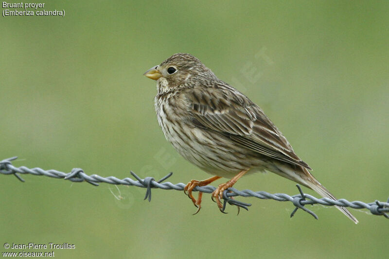 Corn Bunting