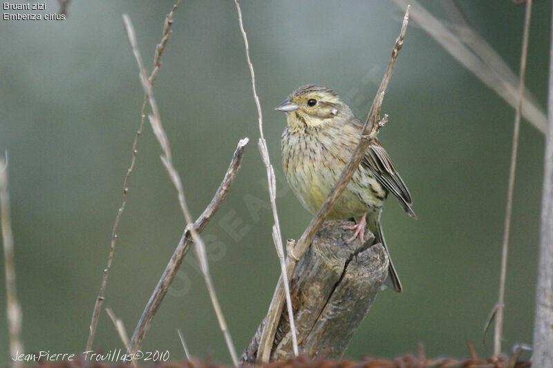 Cirl Bunting female