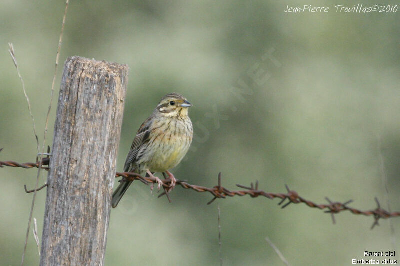 Cirl Bunting female