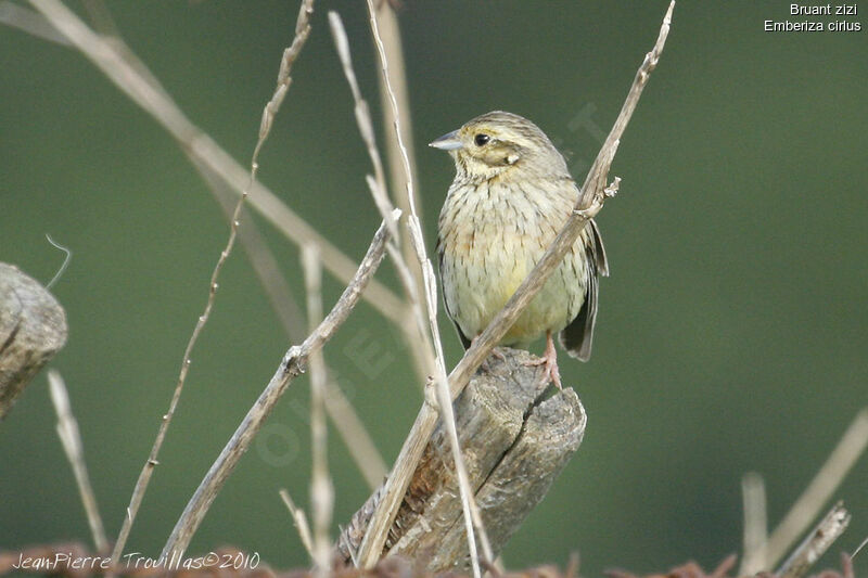 Cirl Bunting female