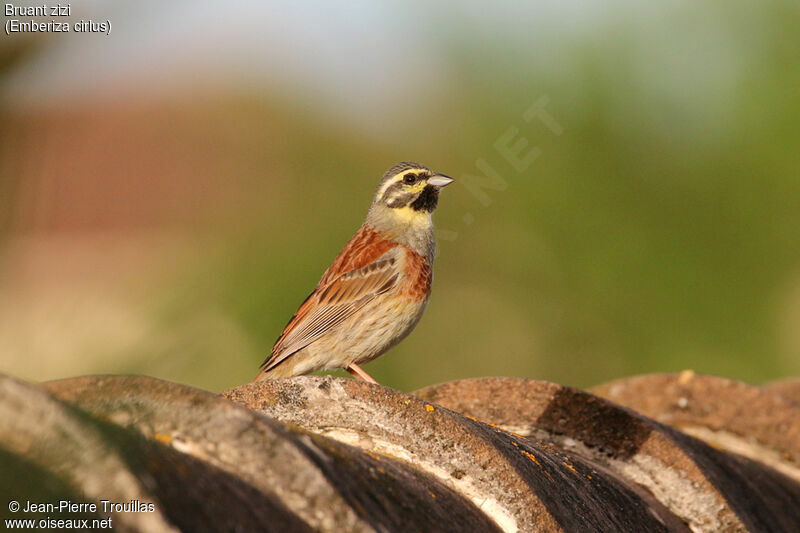 Cirl Bunting