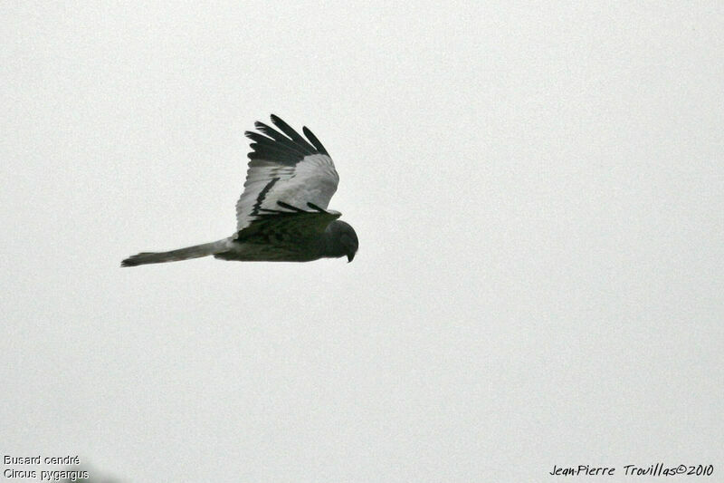 Montagu's Harrier, identification