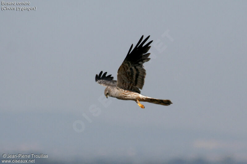 Montagu's Harrier