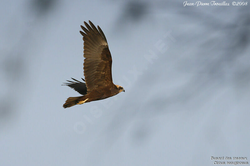 Western Marsh Harrier female