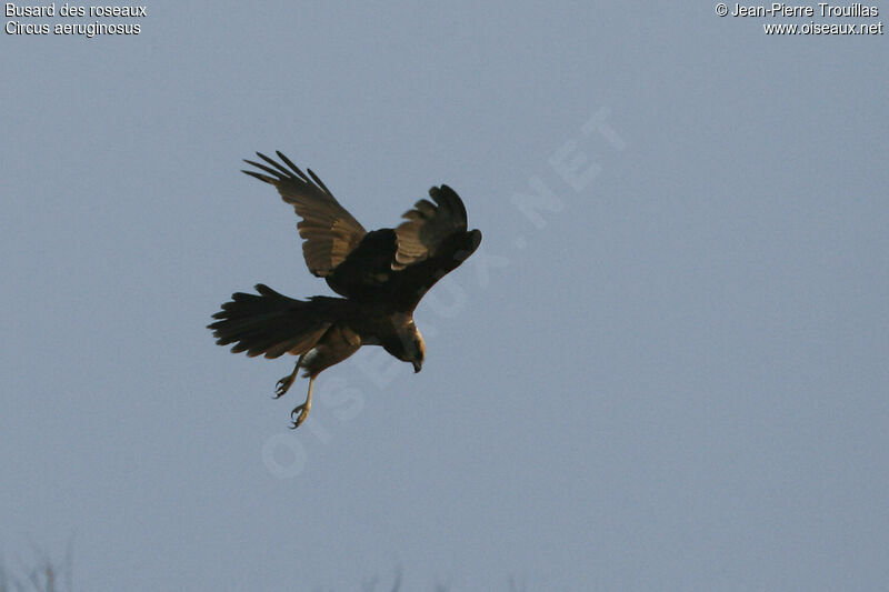 Western Marsh Harrier