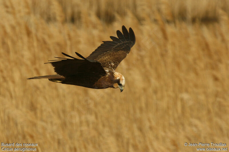 Western Marsh Harrier