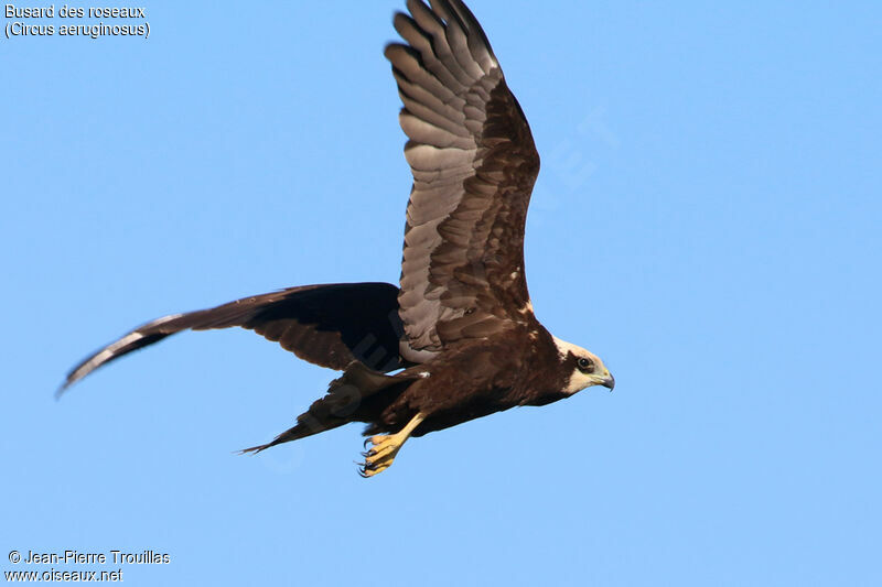 Western Marsh Harrier