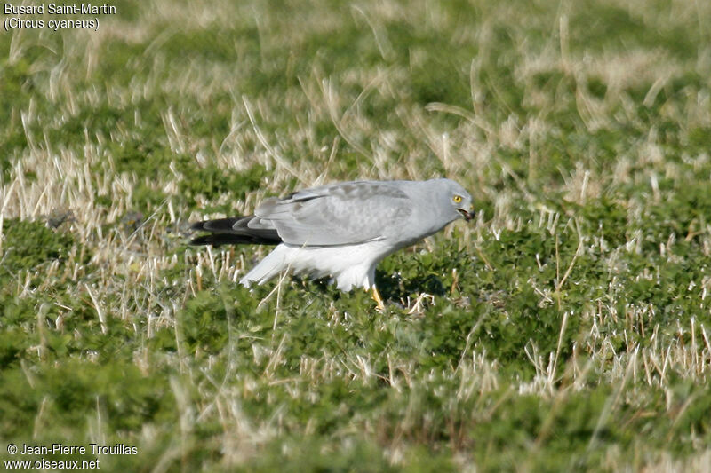 Hen Harrier