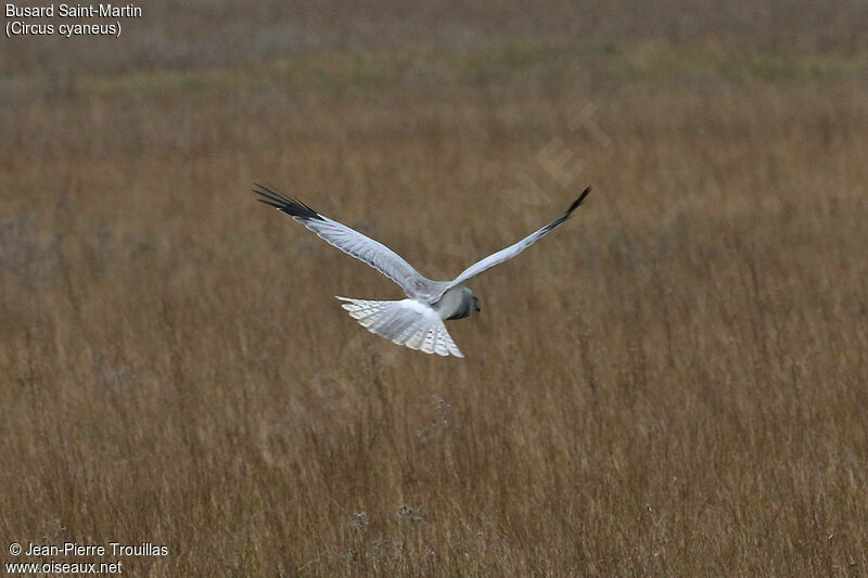 Hen Harrier