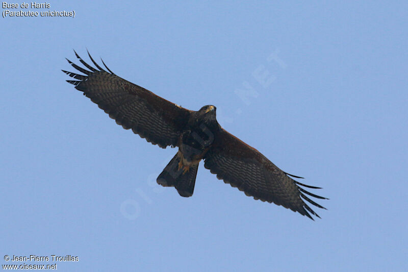 Harris's Hawk