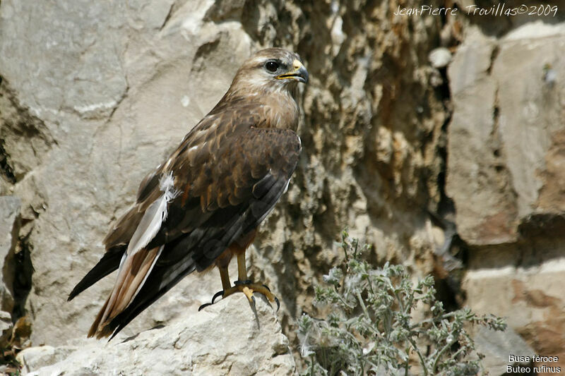 Long-legged Buzzard