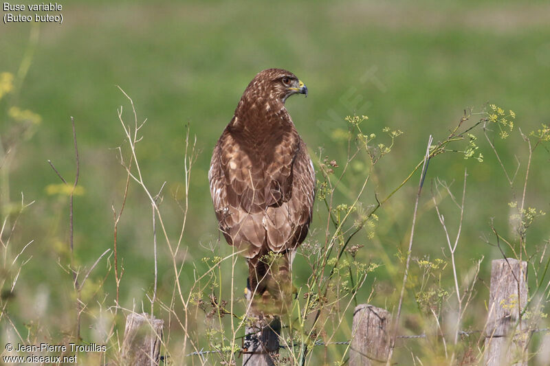 Buse variable