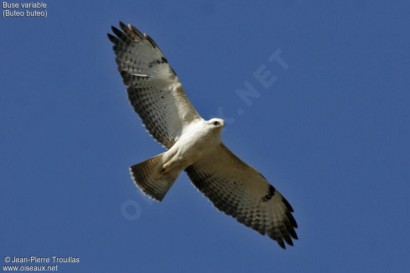 Common Buzzard