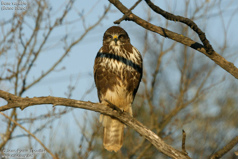 Common Buzzard