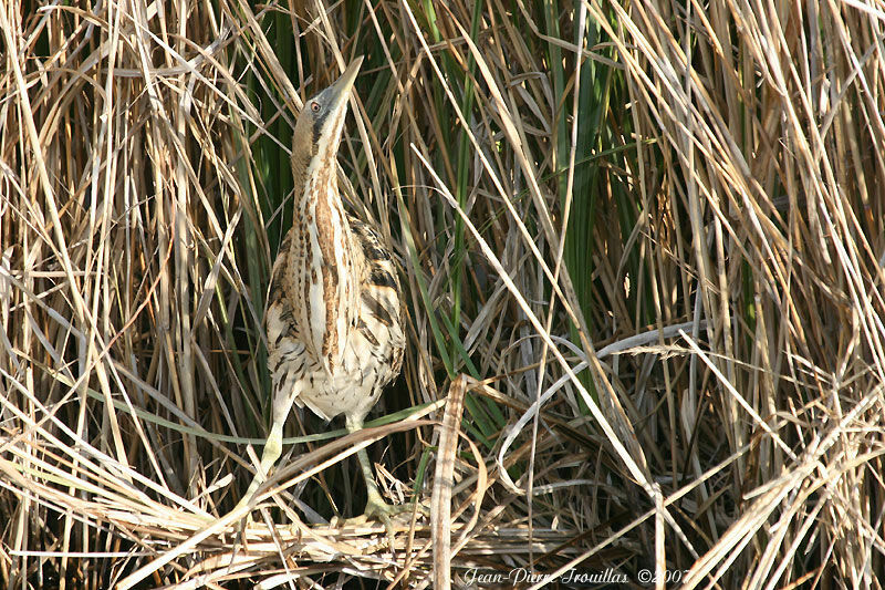 Eurasian Bittern