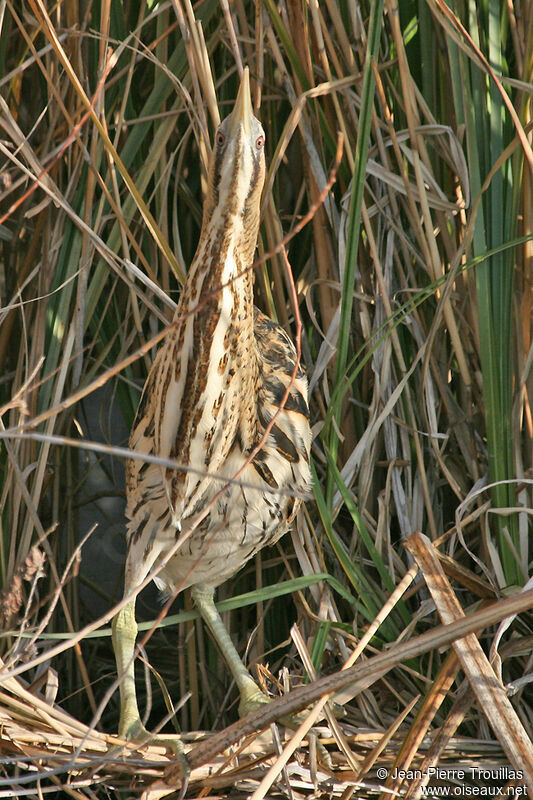 Butor étoilé