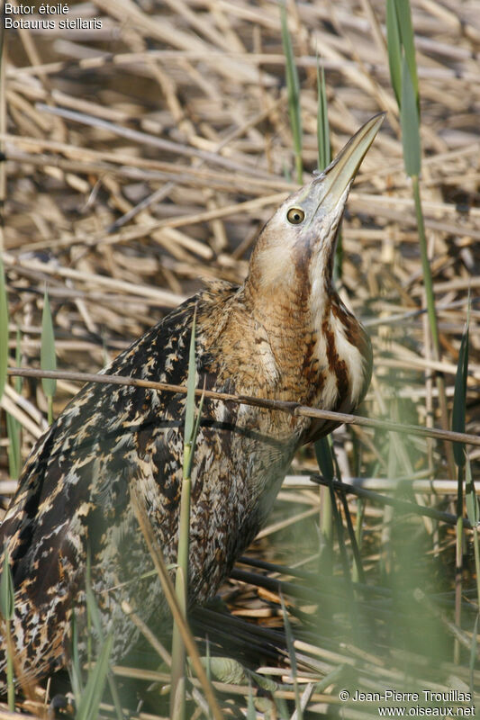 Eurasian Bittern