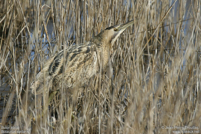 Eurasian Bittern