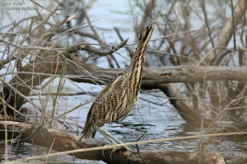 Eurasian Bittern