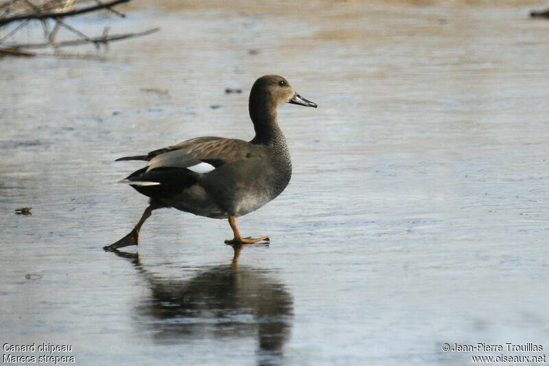 Canard chipeau