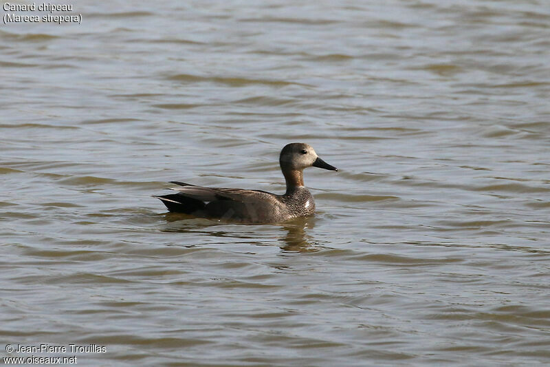 Canard chipeau