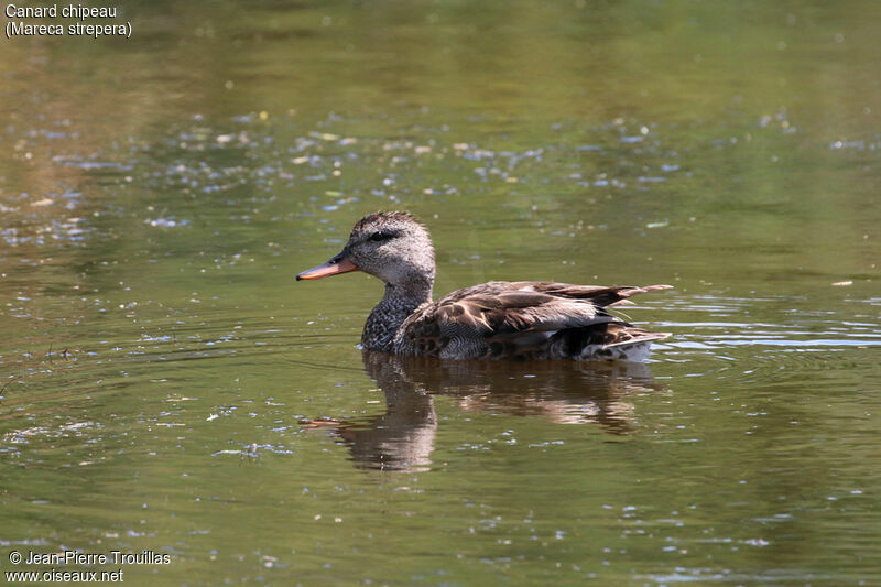 Canard chipeau