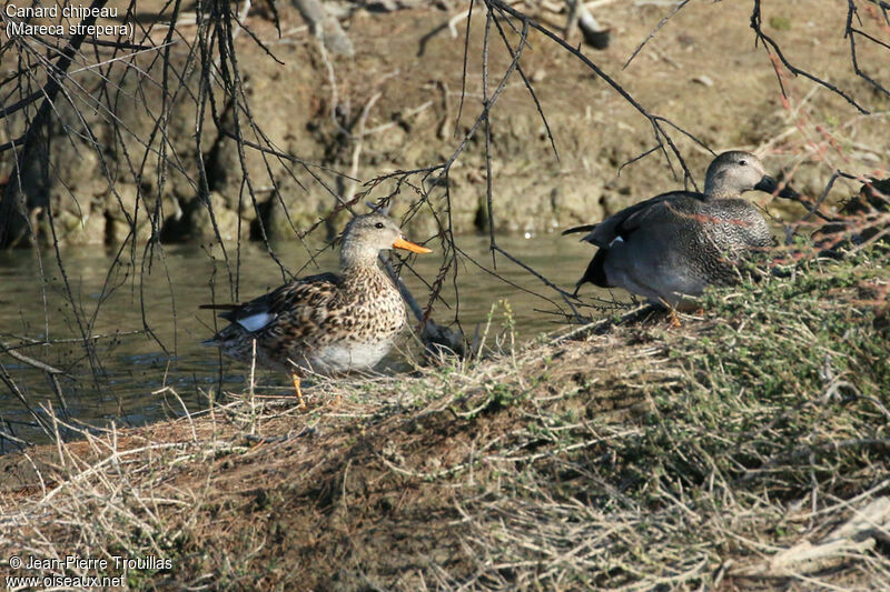 Canard chipeau