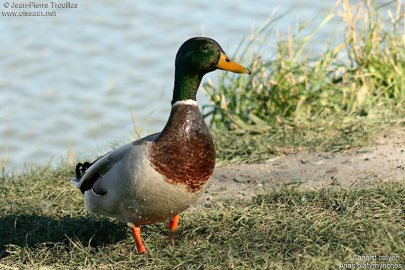 Canard colvert mâle