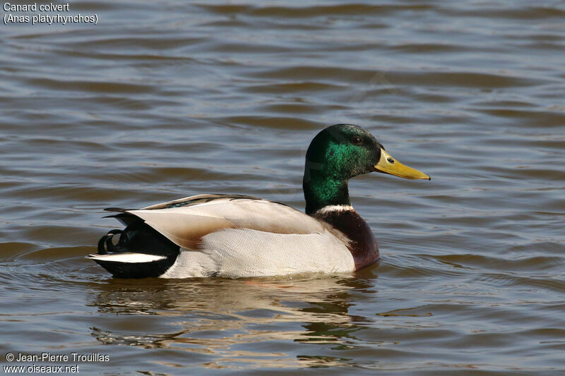 Canard colvert