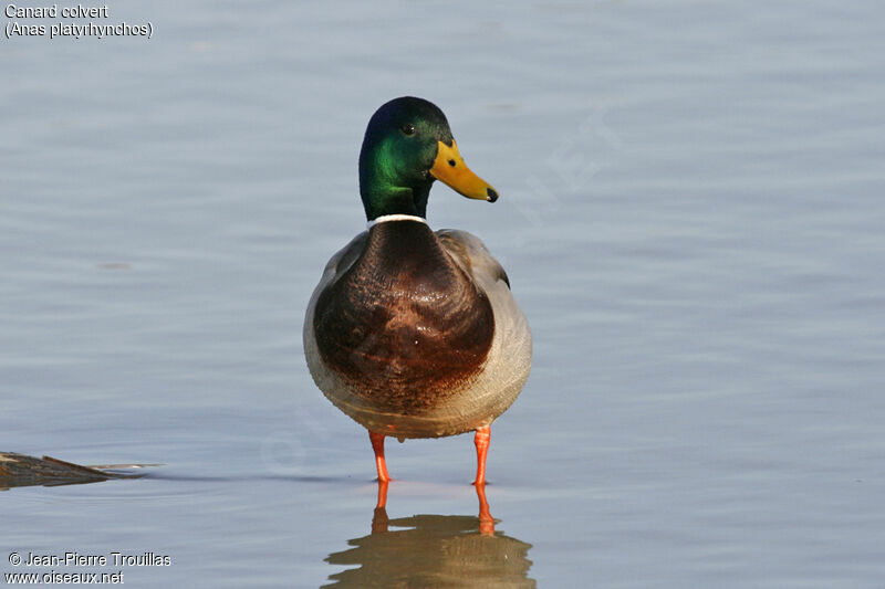 Canard colvert