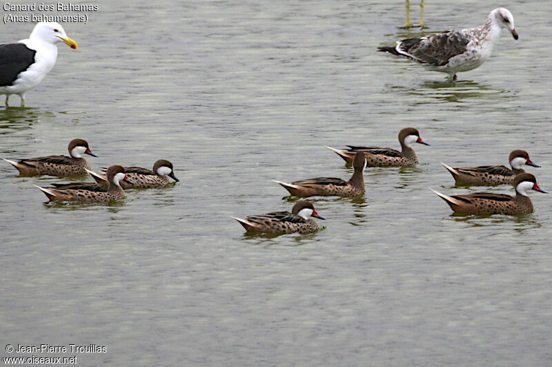 White-cheeked Pintail