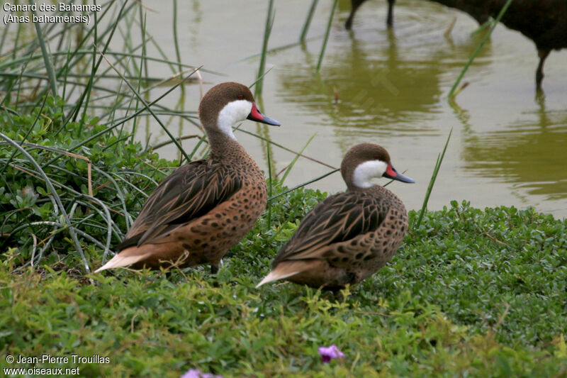 Canard des Bahamas