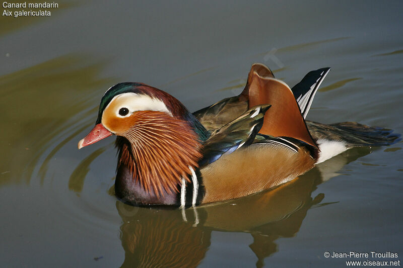 Mandarin Duck