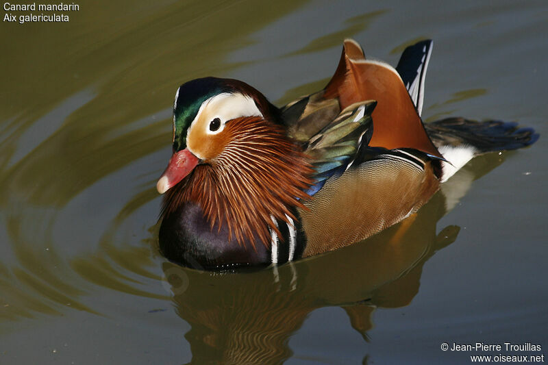 Canard mandarin